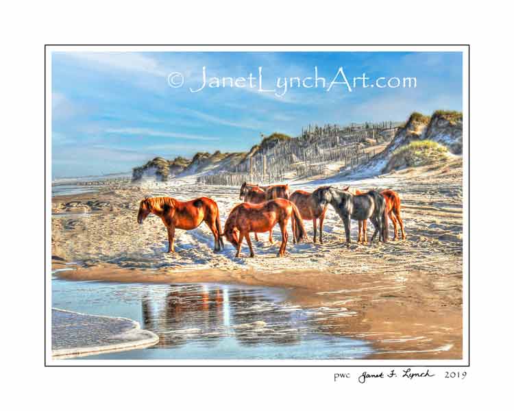 WILD HORSES OF COROLLA,OBX,Outer Banks NC,Nags Head,OBX art,obx ...