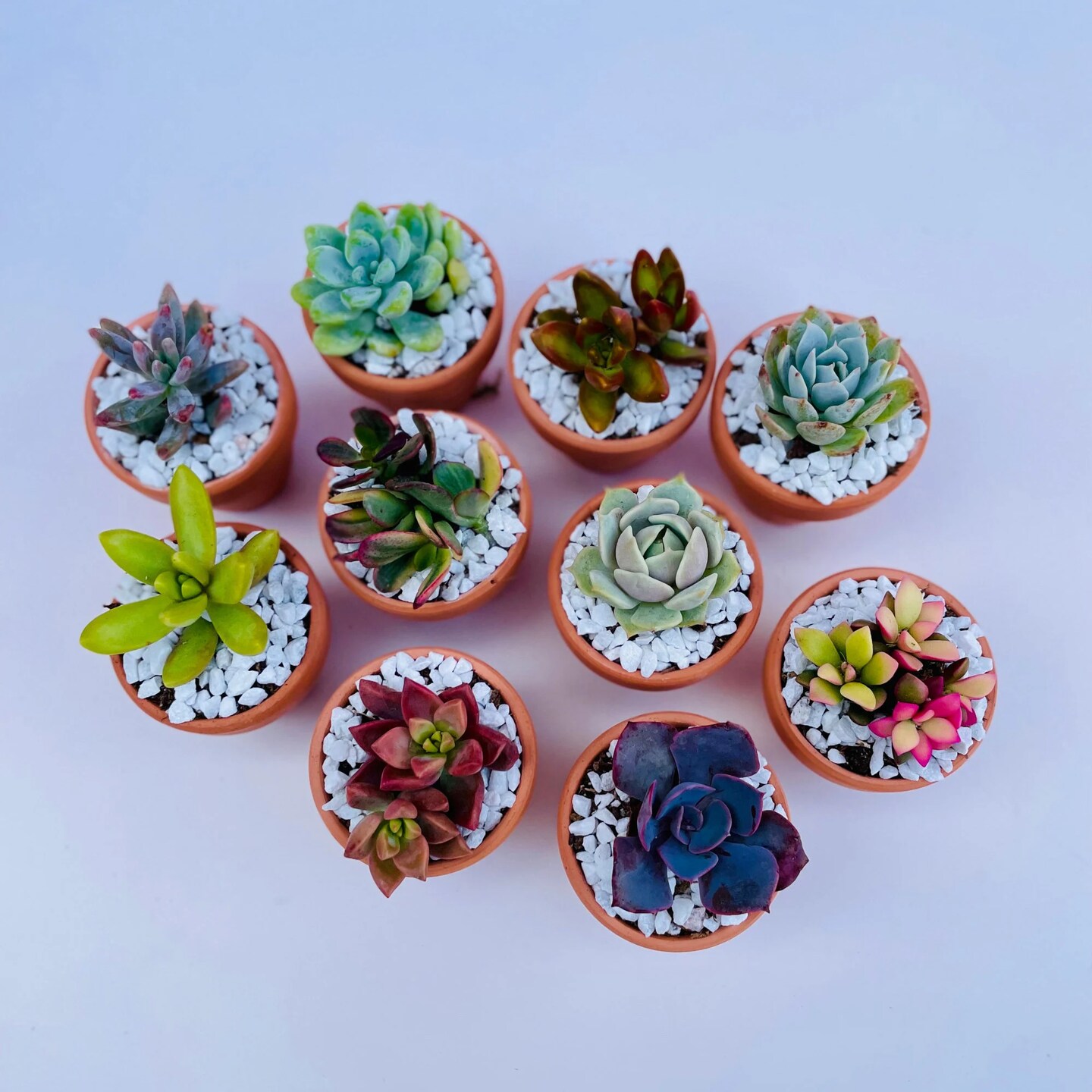Tootie Fruity - Mini Potted Succulent | MakerPlace by Michaels