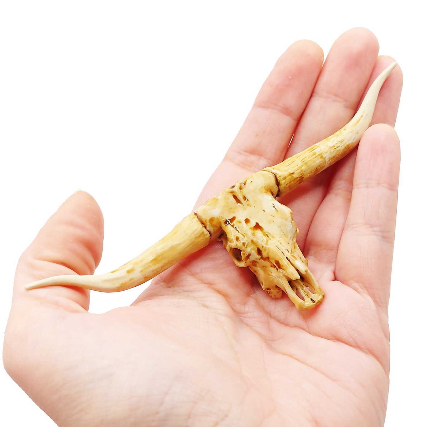 Texas Longhorn Skull - 1:12 scale, replica bison cranium