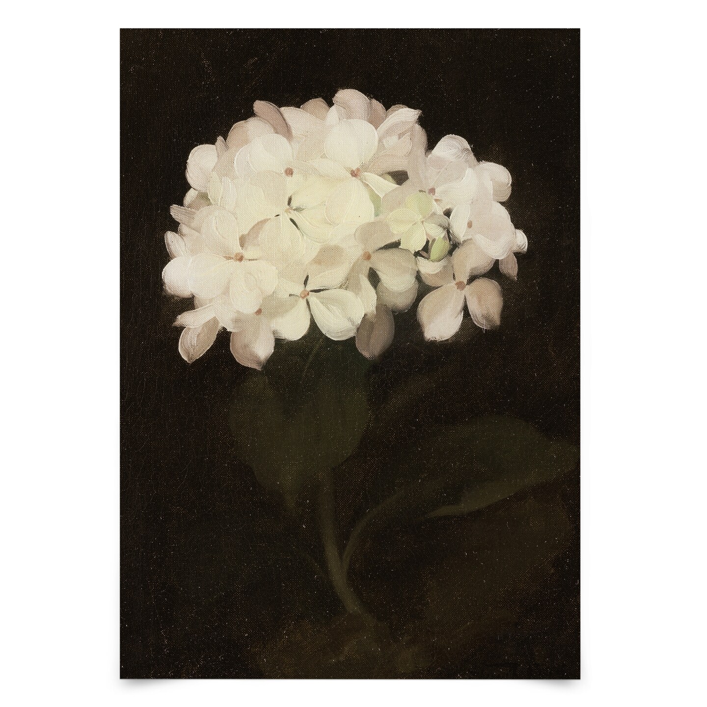 White Hydrangea by Maple + Oak  Poster - Americanflat