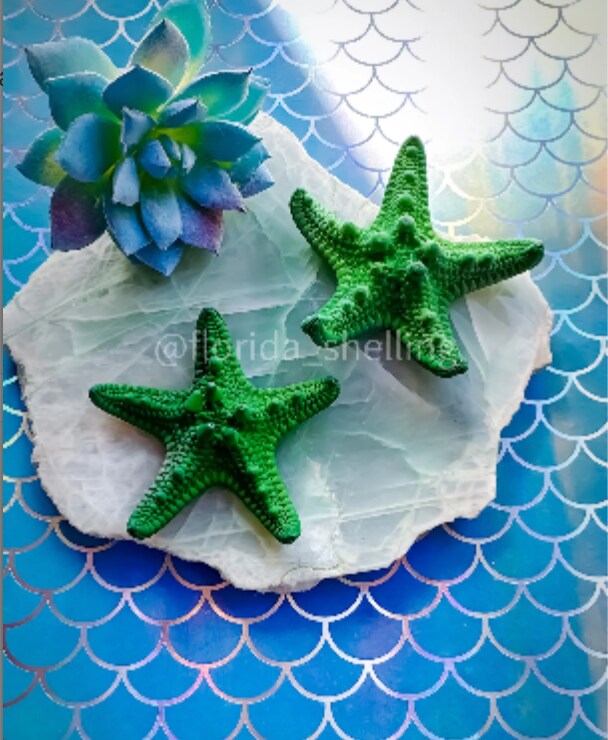 White Knobby Starfish 6-81 Piece-white Starfish-beach Wedding  Decor-starfish Bulk-starfish for Crafts-beach Home Decor-crafting Supplies  
