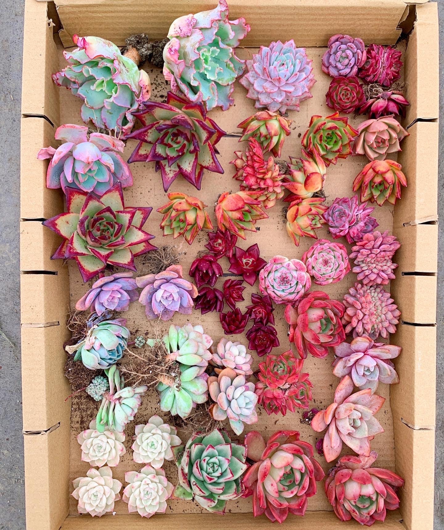 M✧succulent ·͜· ︎︎ᕷ il_340x270.3944117290_5zsa.jpg