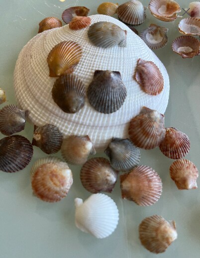 30 Rare Miniature Florida Atlantic Bay Scallop Seashells, Argopecten  irradians, Approx .25-1, Hand Polished