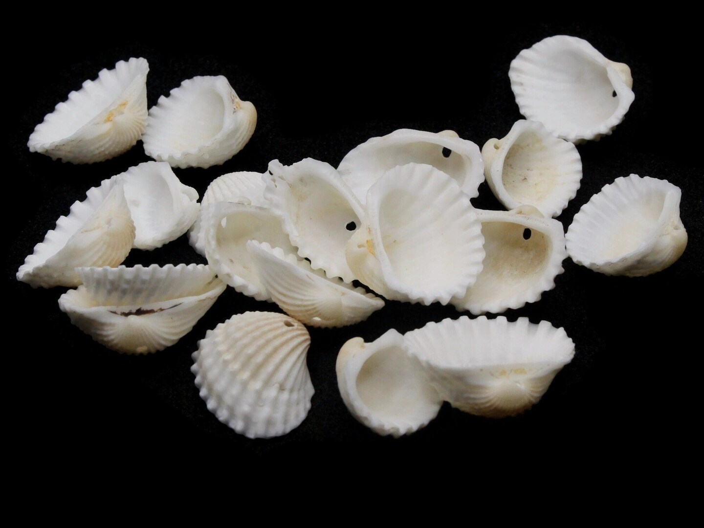 19 White Oyster Shell Seashell Beads