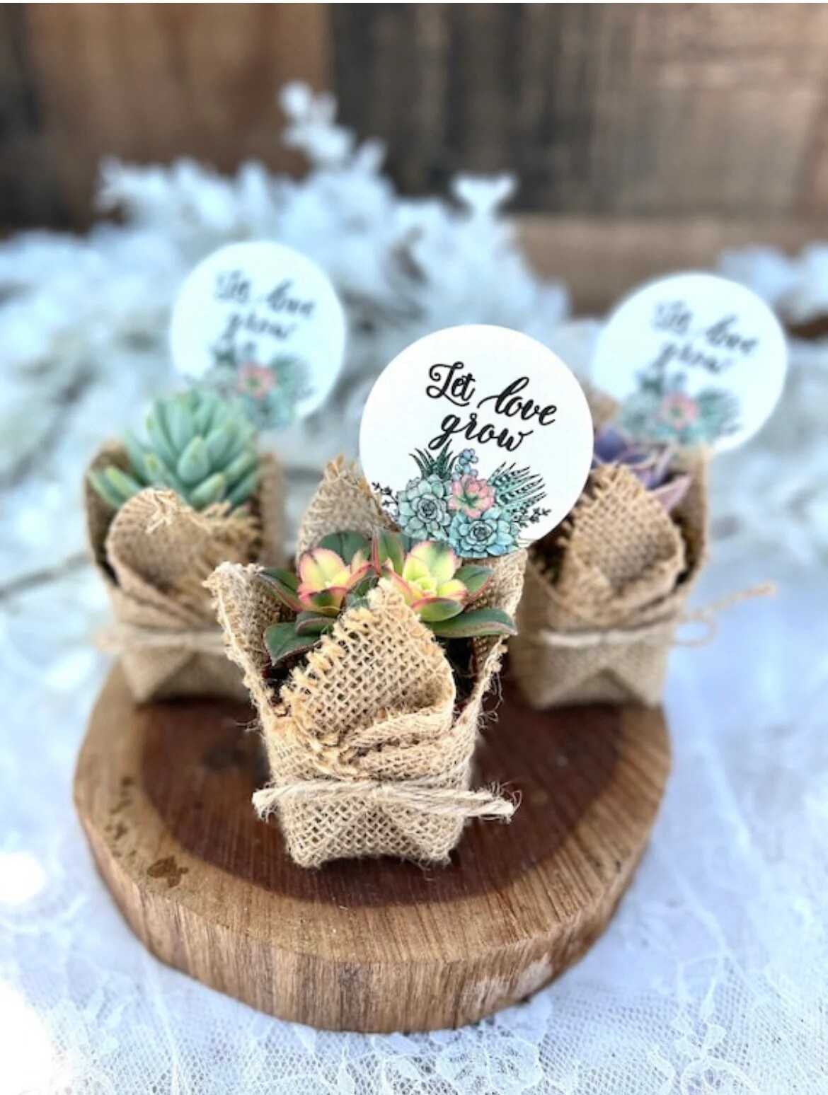 20 assorted 2inch good LIVE succulents in pots - wedding - center pieces - wedding shower - party favors