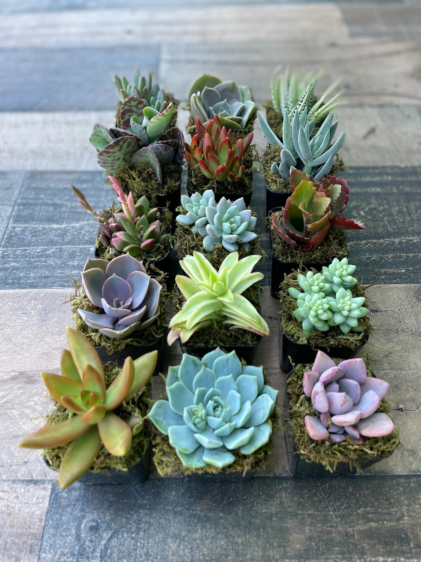 Amazon.com : Shop Succulents Assorted Succulent Plant Pack