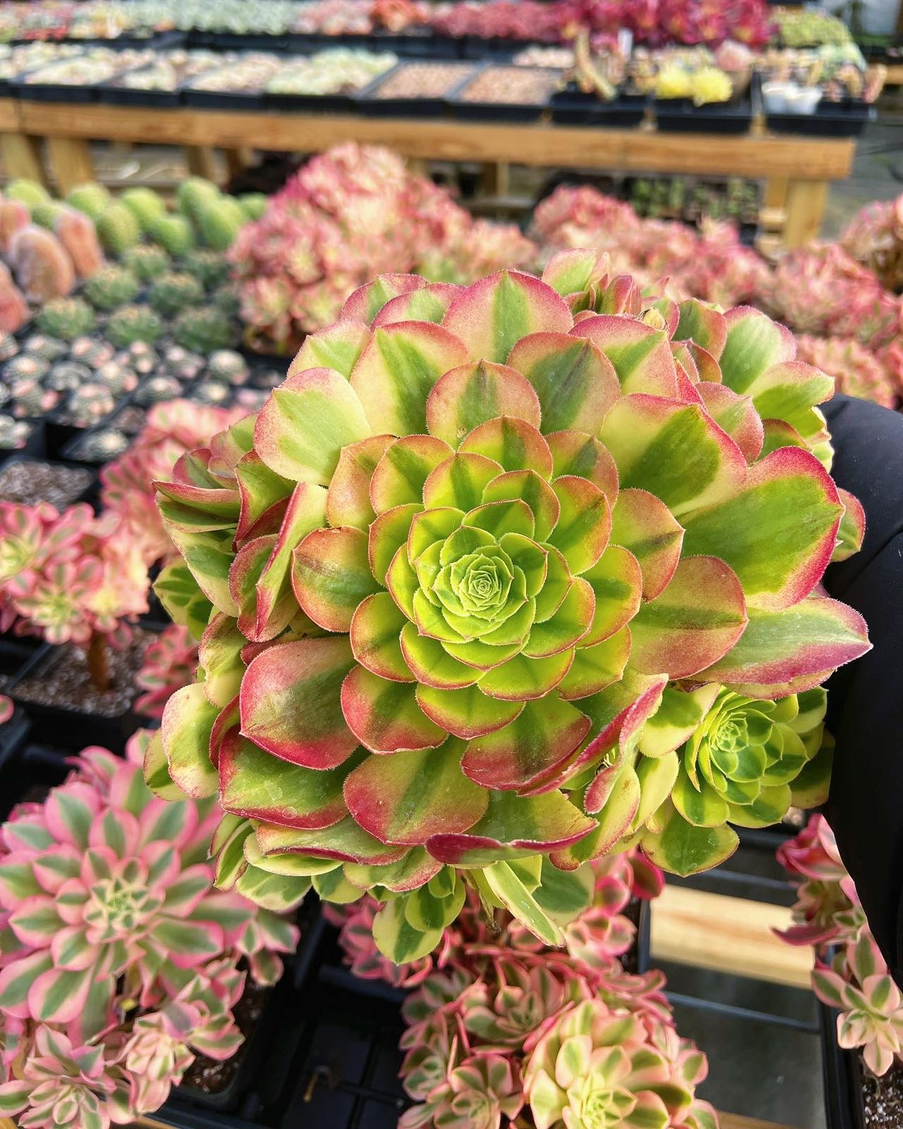 M✧succulent ·͜· ︎︎ᕷ 81xaLnvKiyL._UF894,1000_QL80_.jpg