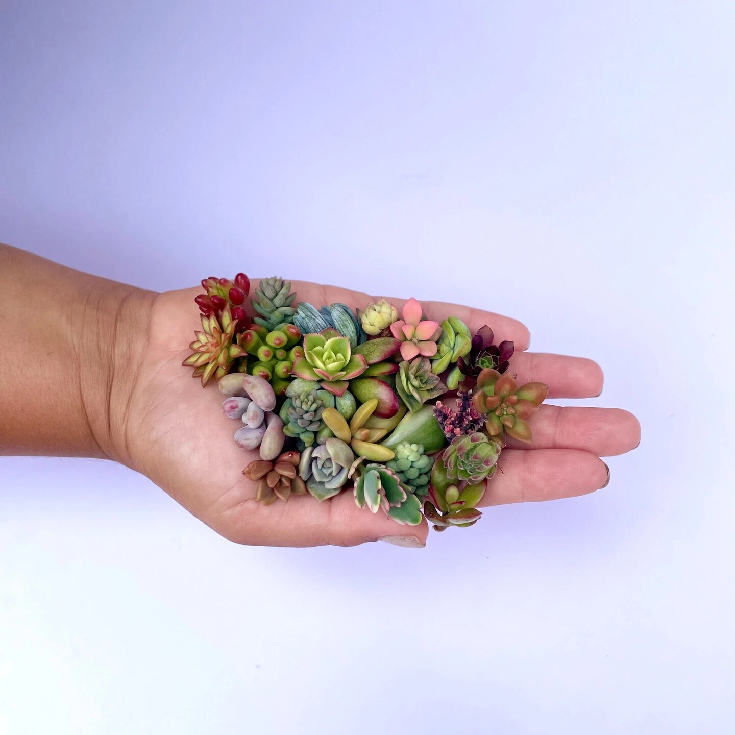 Mini Medley Succulent Clippings - Tiny Succulents for Crafts | MakerPlace  by Michaels