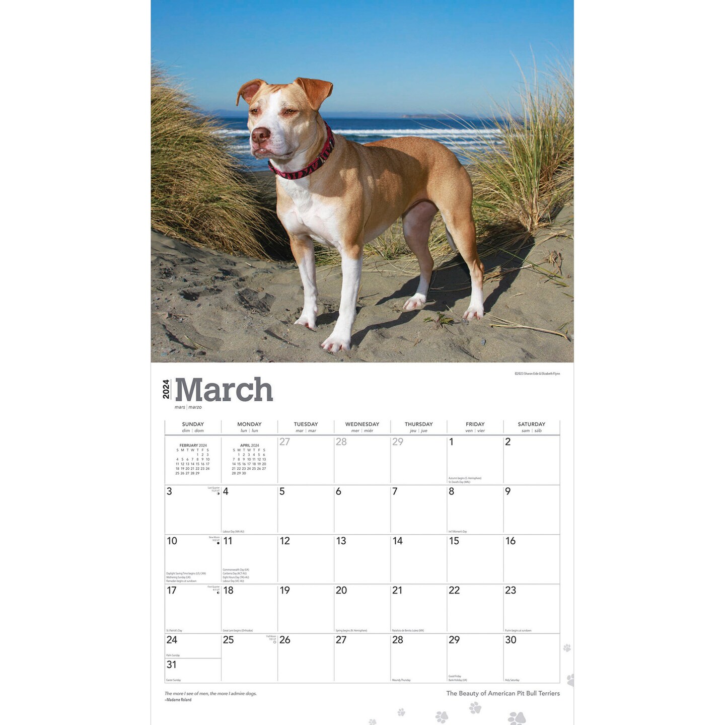 The Beauty of American Pit Bull Terriers | 2024 14 x 24 Inch Monthly Deluxe Wall Calendar | Sticker Sheet | StarGifts | Animal Dog Breeds