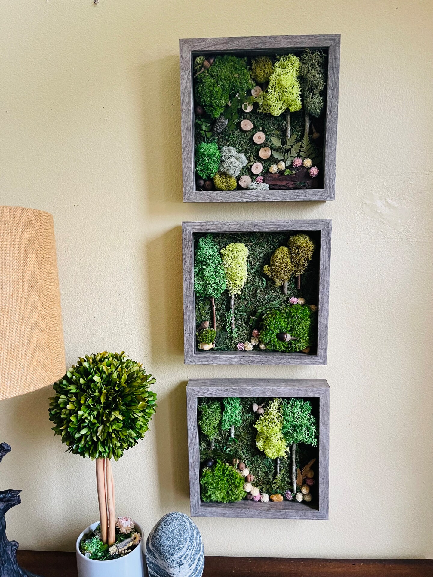 Air Plant and Reindeer Moss Living Wall selling Shadowbox Frame