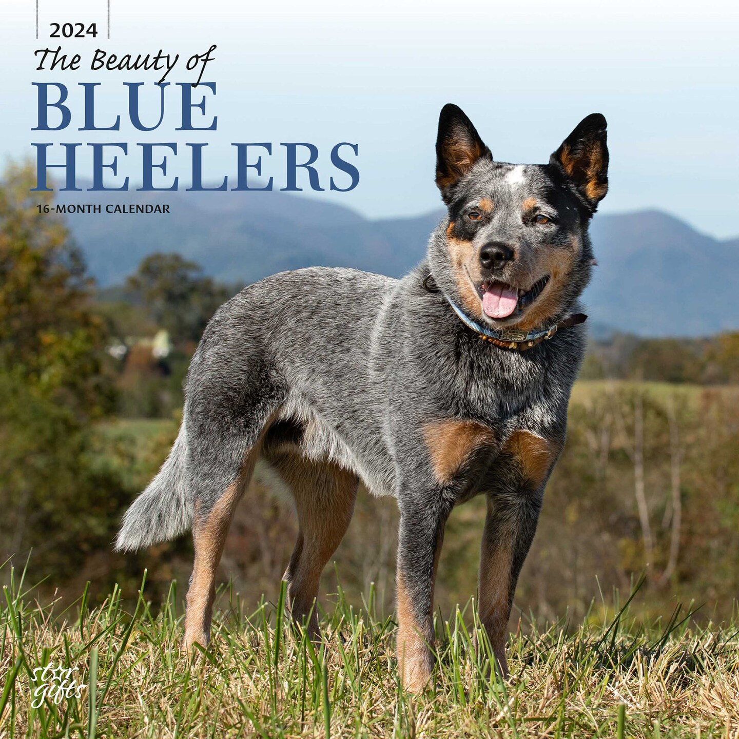 The Beauty of Blue Heelers | 2024 12 x 24 Inch Monthly Square Wall Calendar | Sticker Sheet | StarGifts | Animals Dog Breeds