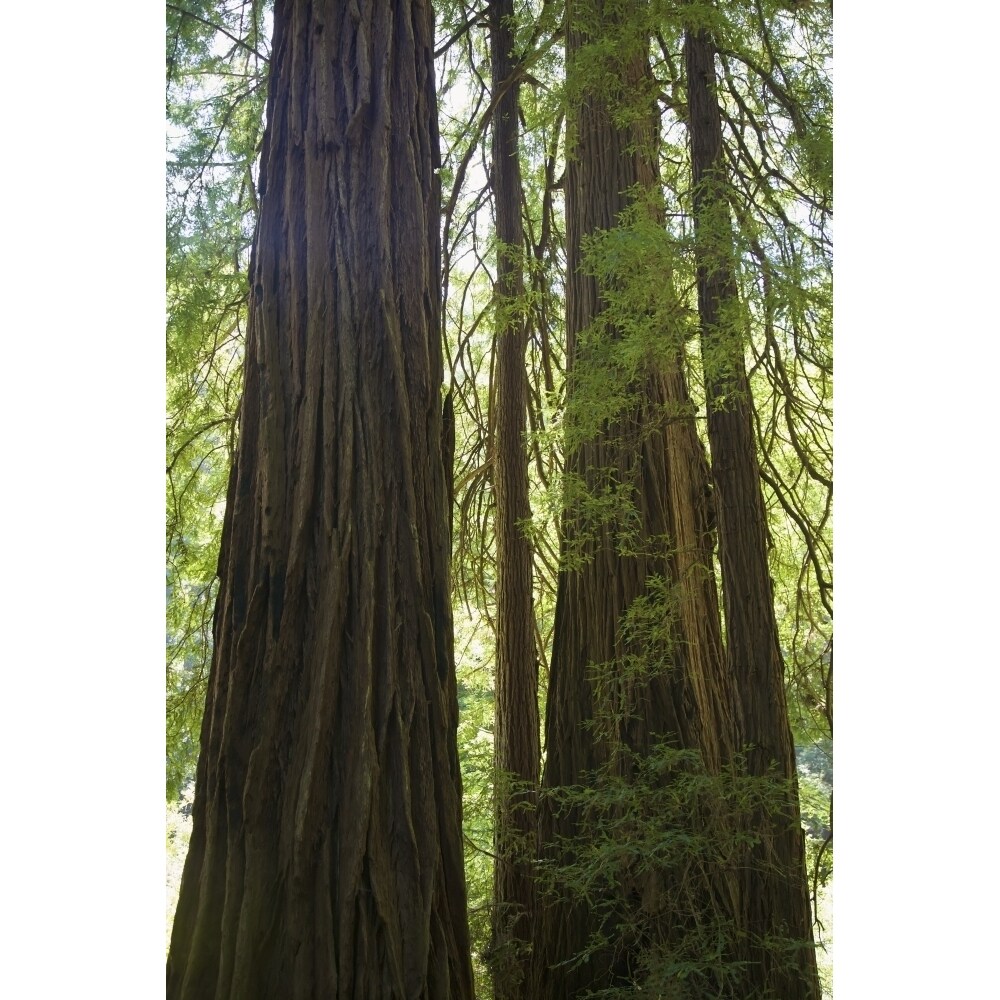 Posterazzi Redwoods In Muir Woods National Monument; Marin County  California  Usa Poster Print