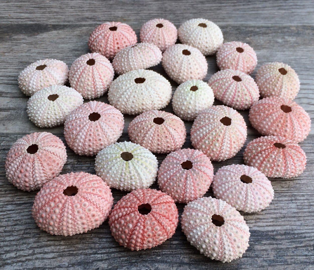 Sea Urchin Pink Sea Urchin Shells 1-2in (25 pk) Pink Sea Urchins for Craft and Decor