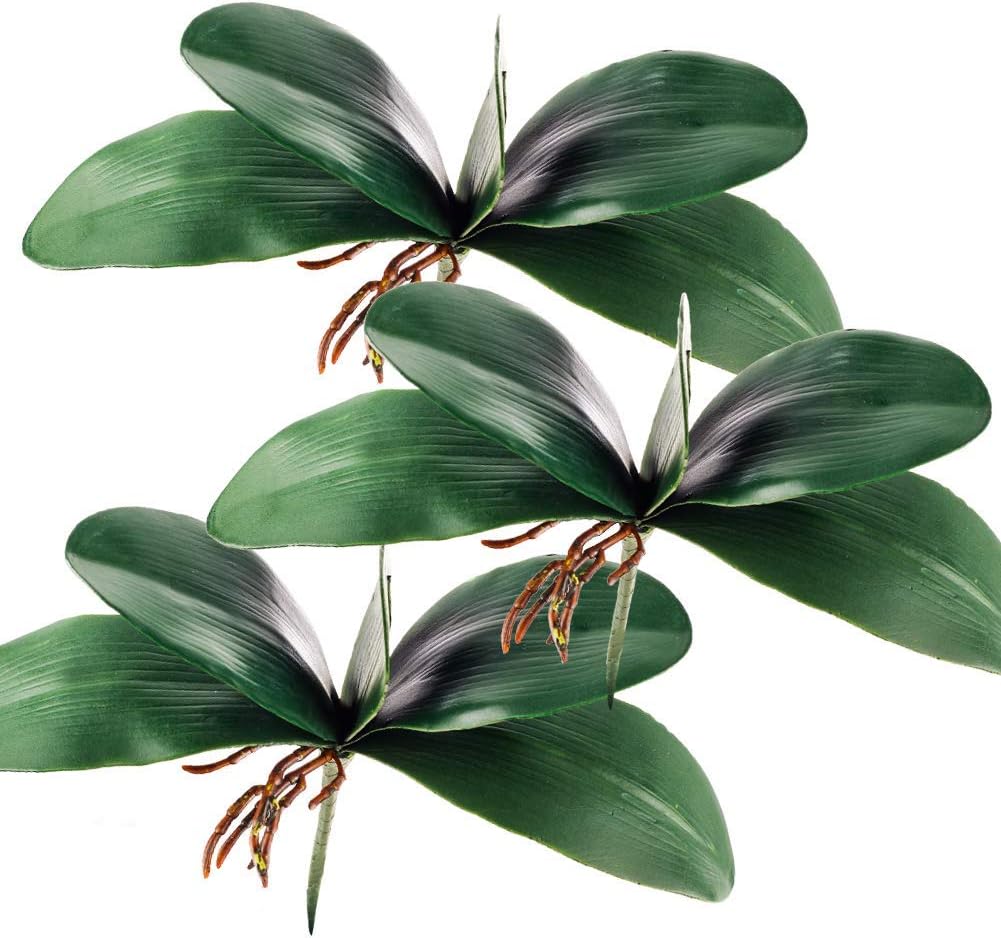 Phalaenopsis Orchid Leaves  Real Latex