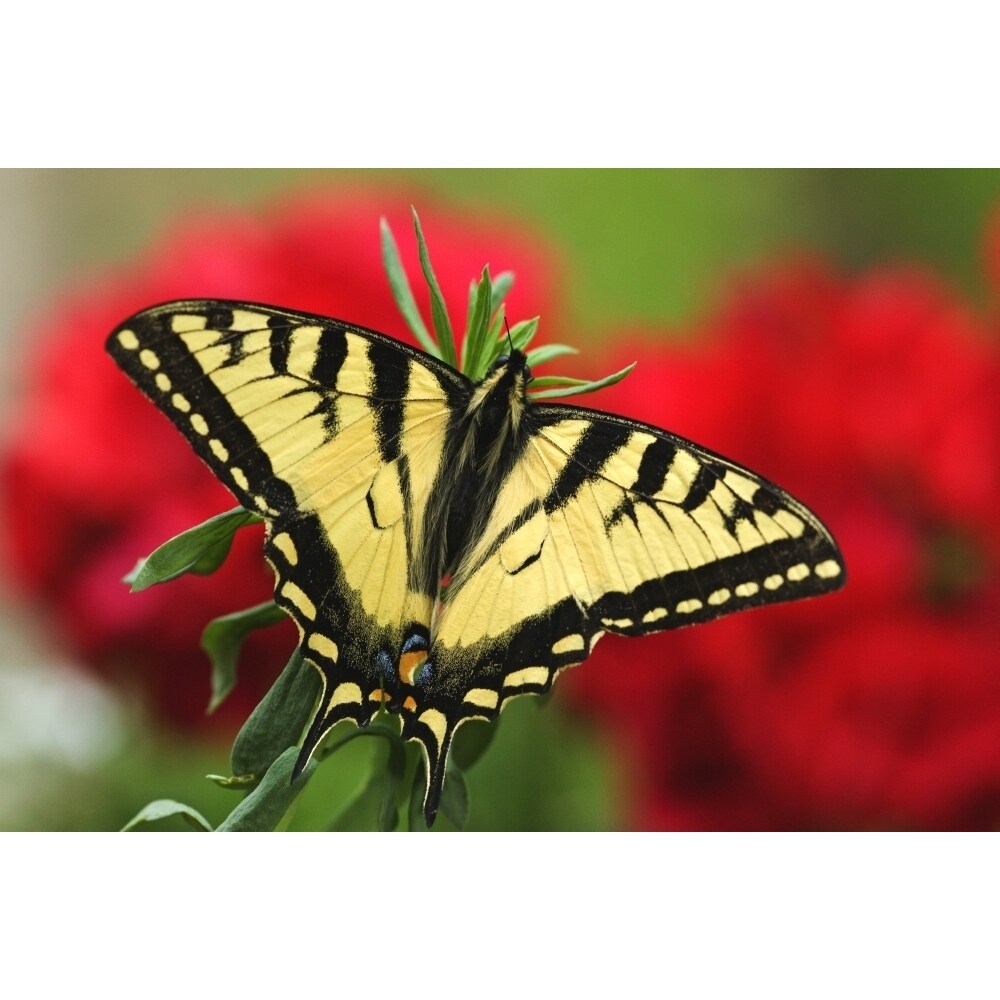Posterazzi Close Up Of A Canadian Tiger Swallowtail Butterfly With Red Geraniam Flowers In Background Poster Print