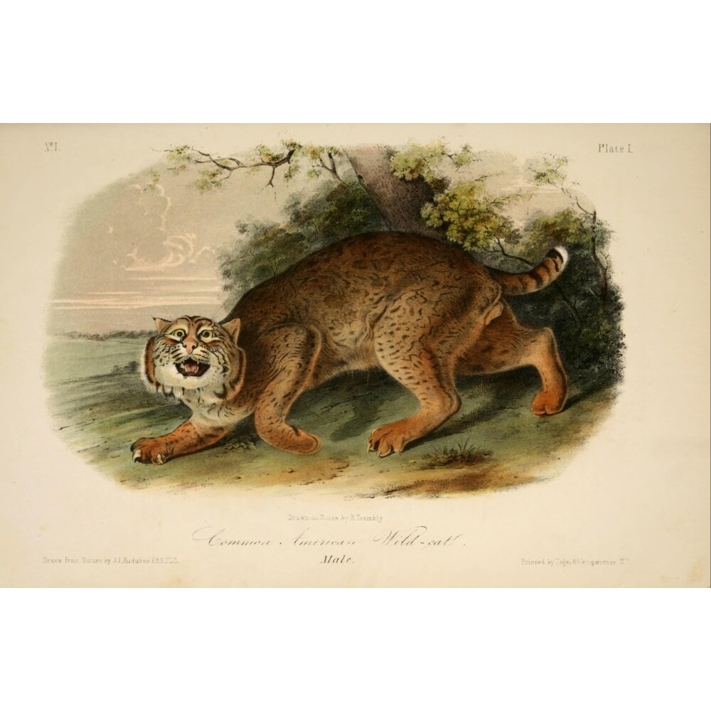 Posterazzi Quadrupeds of N. America 1851 Wildcat Poster Print by  J.J. Audubon