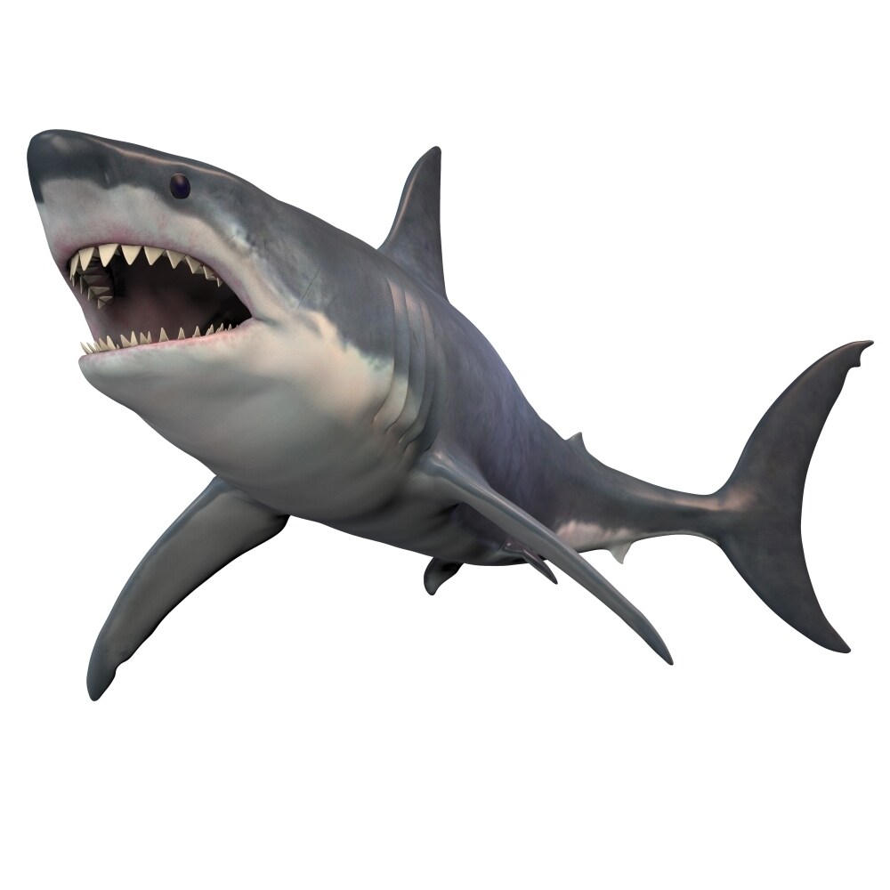 Posterazzi Great White Shark isolated on white background. Poster Print by Corey Ford/Stocktrek Images