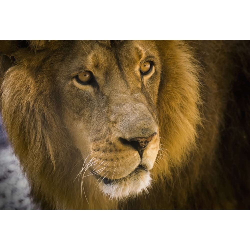 Posterazzi A male lion  hangs out at the petting zoo; Bandon  Oregon  United States of America Poster Print