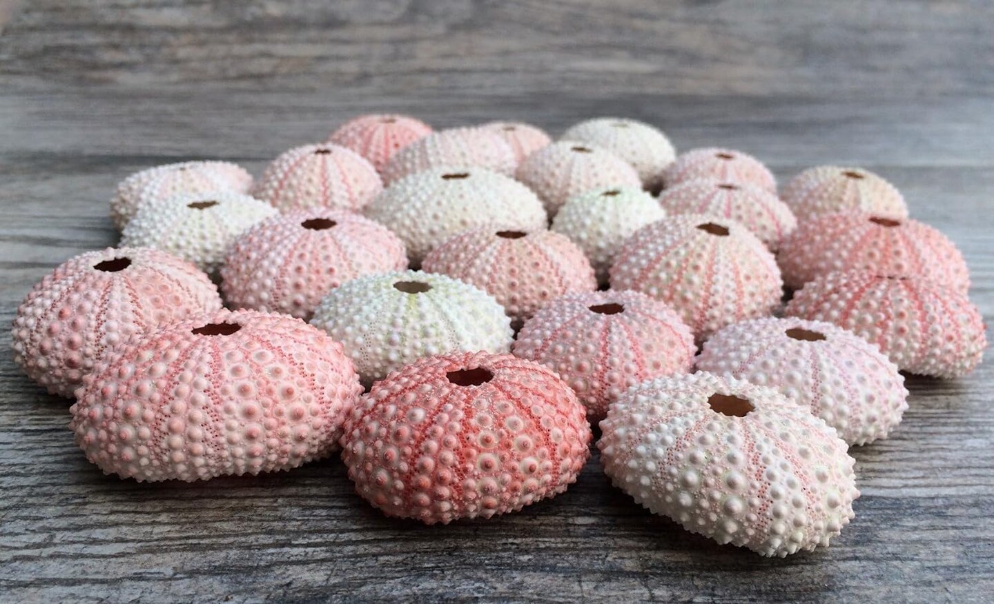 Sea Urchin Pink Sea Urchin Shells 1-2in (25 pk) Pink Sea Urchins for Craft and Decor