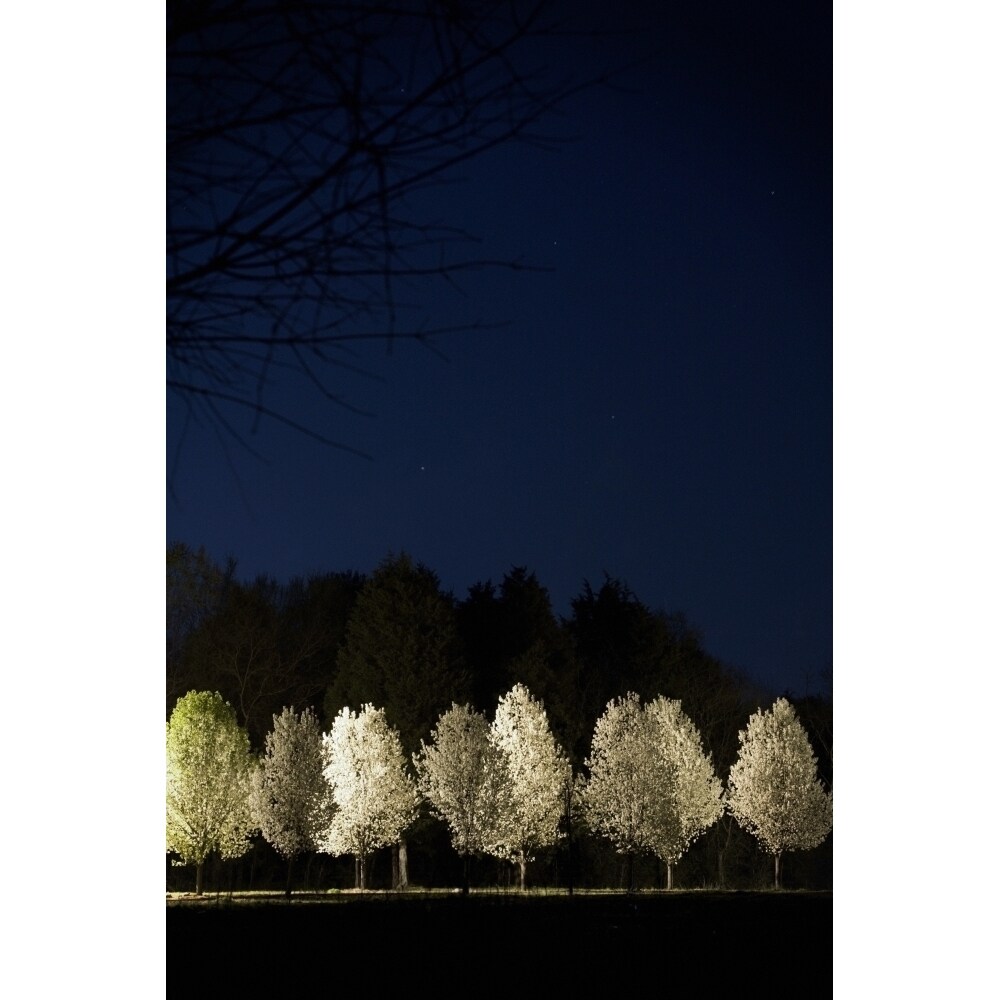 Bradford Pear Trees Tennessee Usa Poster Print