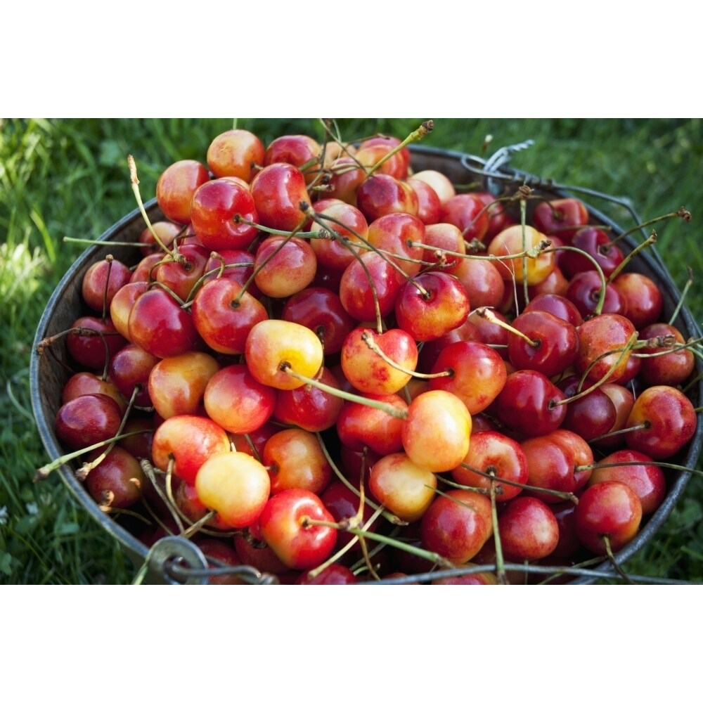 A Bucket Of Ripe Ranier Cherries Are Freshly Picked In The Okanagan; British Columbia Canada Poster Print