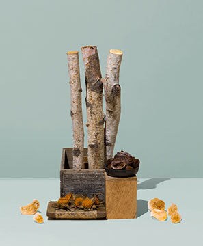 Birch Bark &#x26; Ripe Fig Sapling | Fragrance Oil
