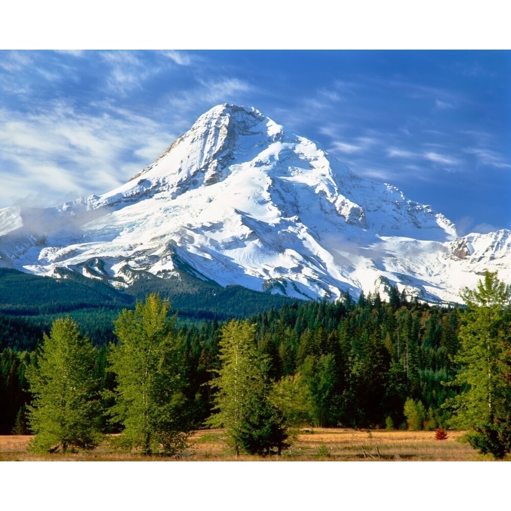 Trees With Snowcapped Mountain Range In The Background Mt Hood Upper Hood River Valley Hood River County Oregon Usa