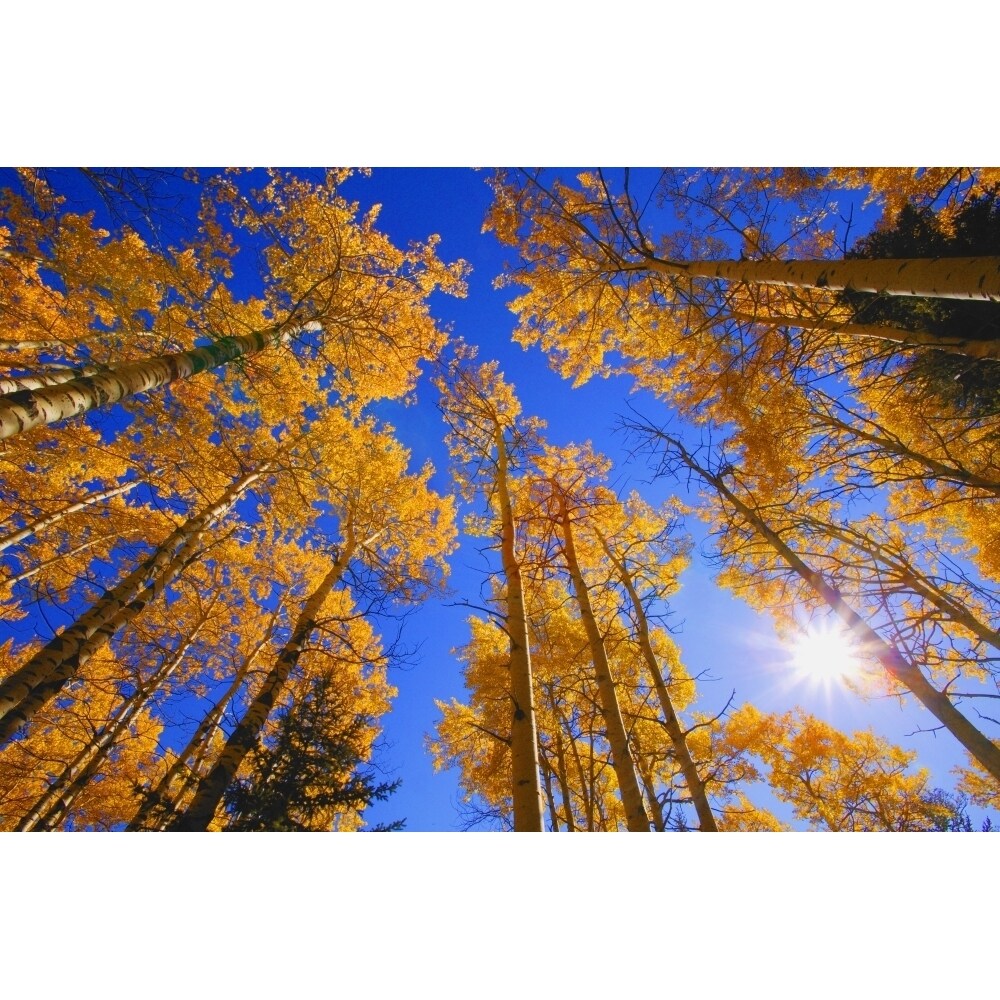 Upward View Of Trees In Autumn Poster Print