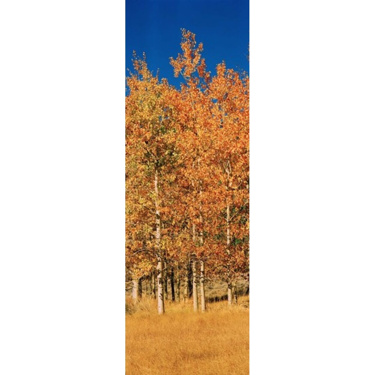 Aspen Trees In A Forest Lee Vining California Usa Poster Print (36 X 12)