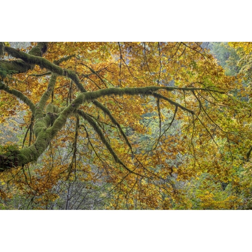 Usa Washington State Seabeck. Bigleaf Maple Trees In Guillemot Cove Nature Preserve. Poster Print By Jaynes Gallery