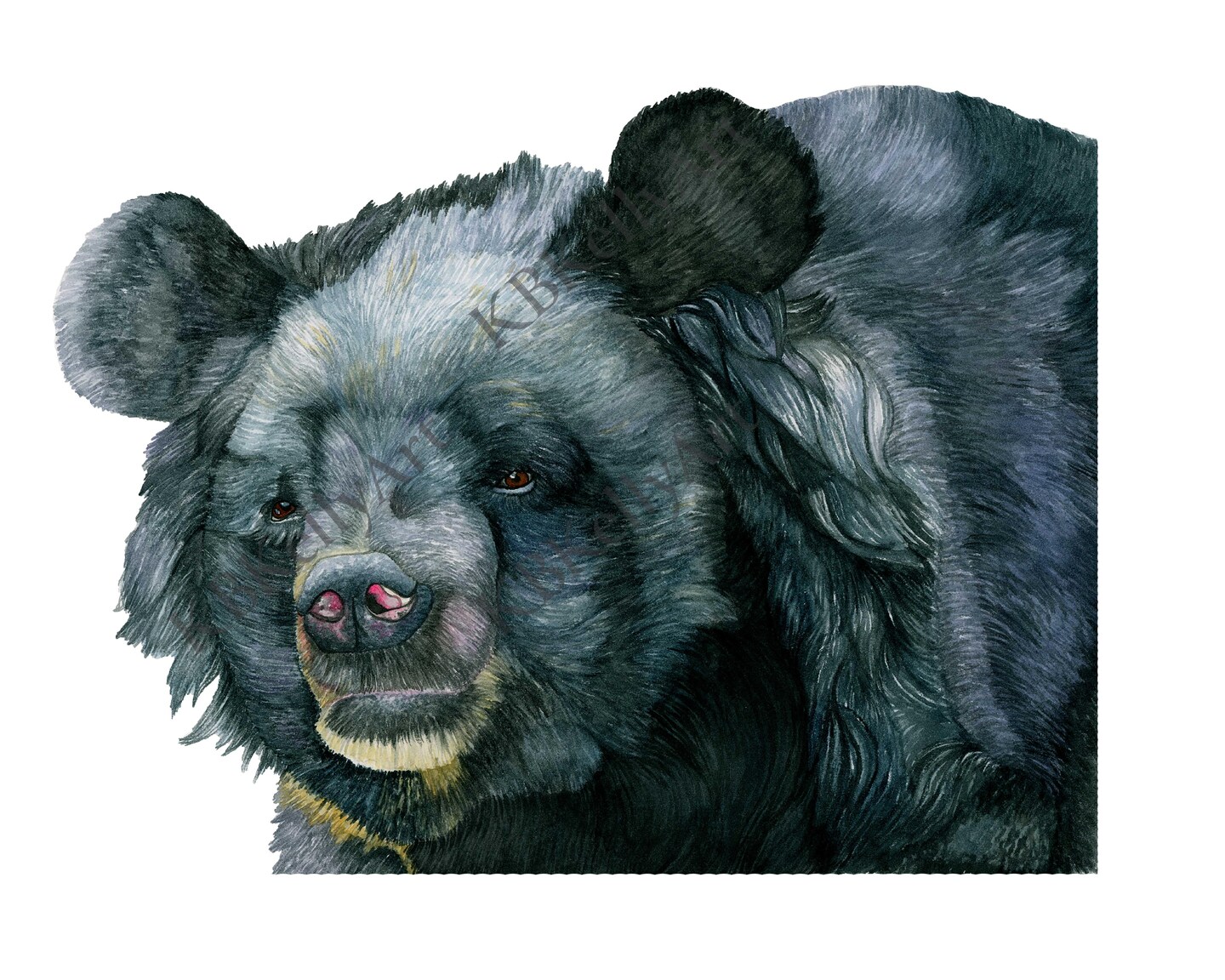 Asiatic Bear Watercolor Art Print Asian Bear Wall Art Bear Home Decor ...