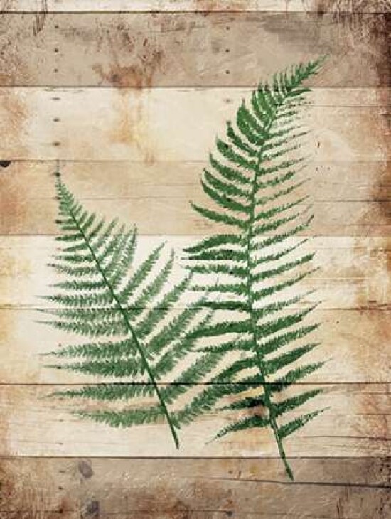 Ferns On Wood Poster Print by Jace Grey - Item # VARPDXJGRC563A