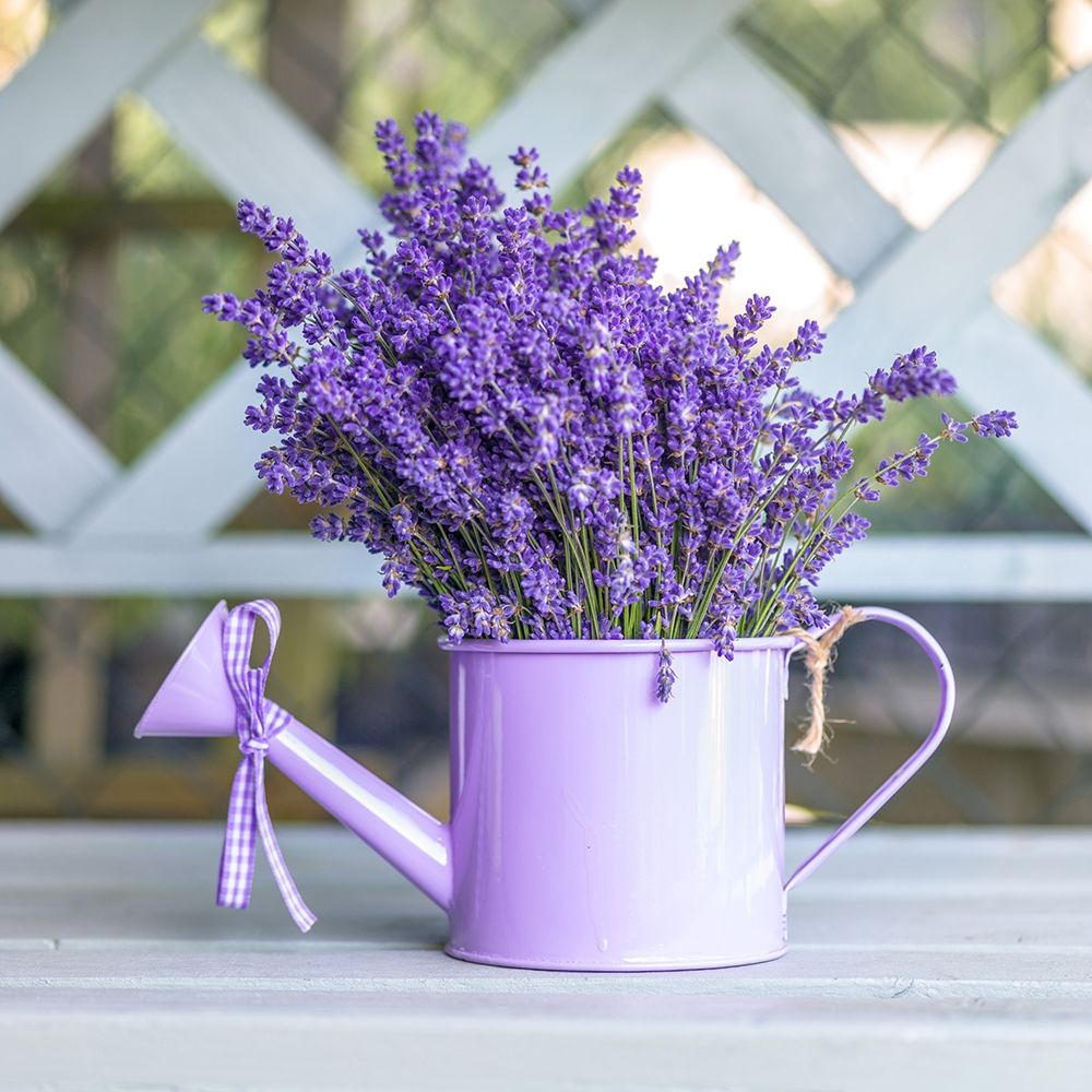 Watering can with Lavender flowers Poster Print by Assaf Frank # AF20130708037C01