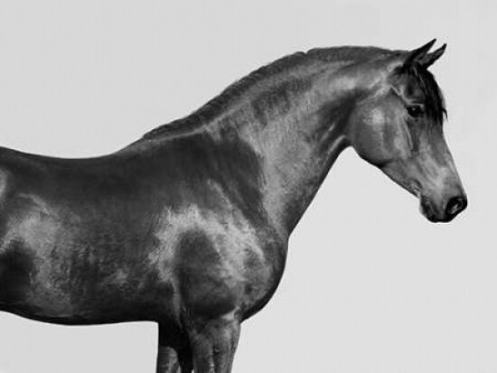 Orpheus- Arab Horse Poster Print by Pangea Images - Item # VARPDX3AP3689