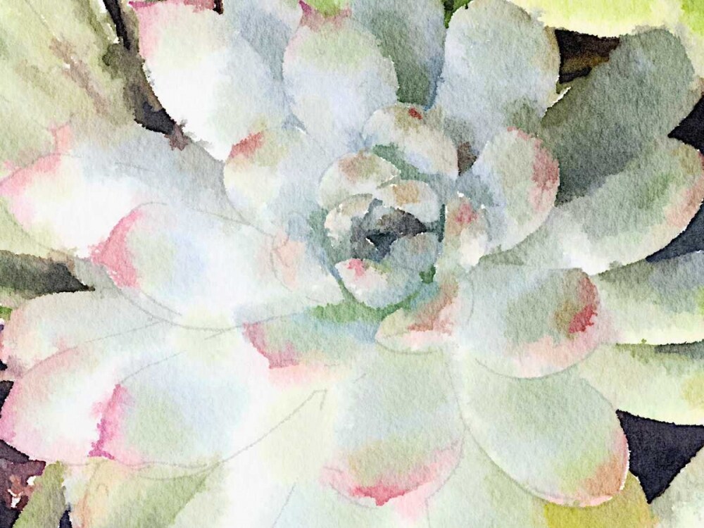 Watercolor Succulent Poster Print by Nola James - Item # VARPDX11787W