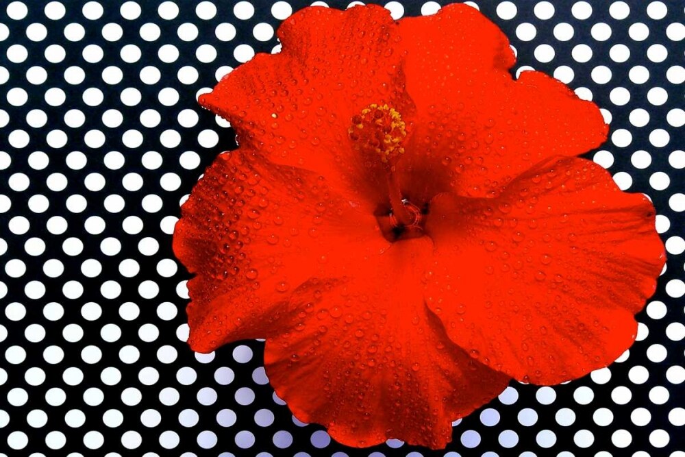 Red Hibiscus Poster Print by Gail Peck - Item # VARPDX10085