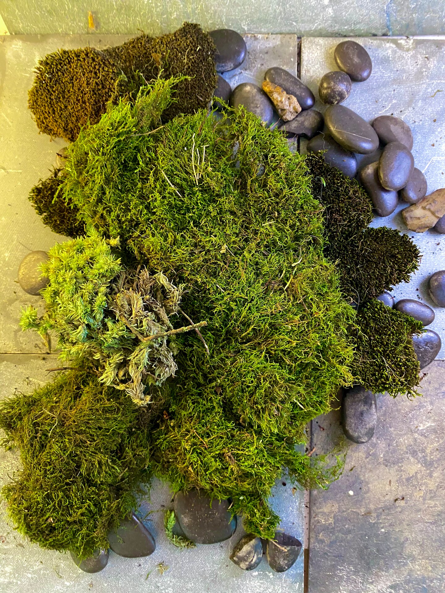 Cushion Moss 1 Gallon bag, Live moss, Great for Terrariums & Weddings and  other creations! Sheet