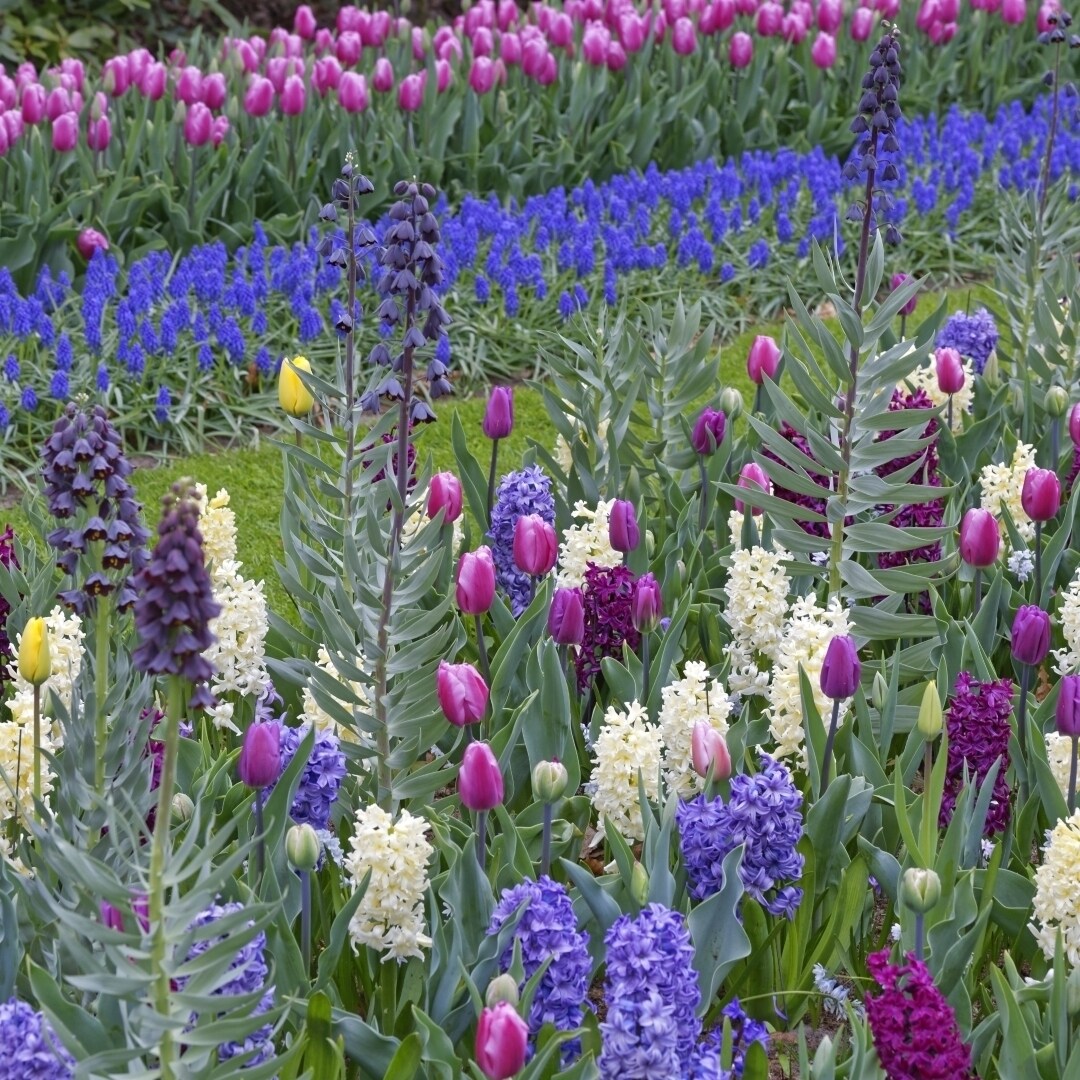 Hues Of Blues Mixed Flower Collection - 40 Bulbs - Featuring 4 Varieties Of Blue And Purple Flowers-Attracts Butterflies