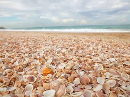 Sea shells on the beach Poster Print by  Assaf Frank - Item # VARPDXAF20151030028