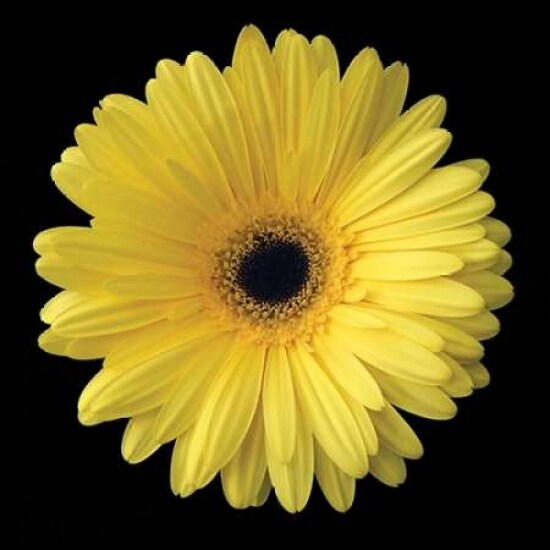 Gerbera Daisy Yellow Poster Print by Jim Christensen - Item # VARPDXCRS019