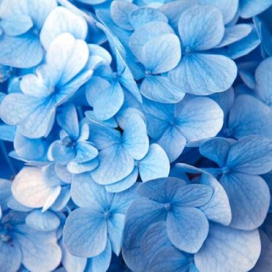Blue Flowers Poster Print by PhotoINC Studio - Item # VARPDXIN30886