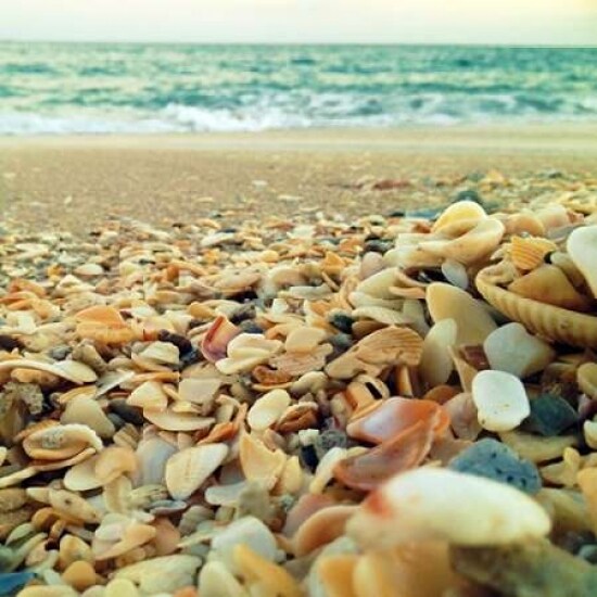 Shells Beach I Poster Print by Lisa Hill Saghini - Item # VARPDX9301