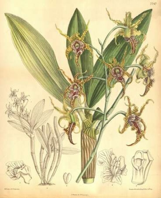 Orchid, Dendrobium Spectabile Poster Print by William Curtis - Item # VARPDXCO09