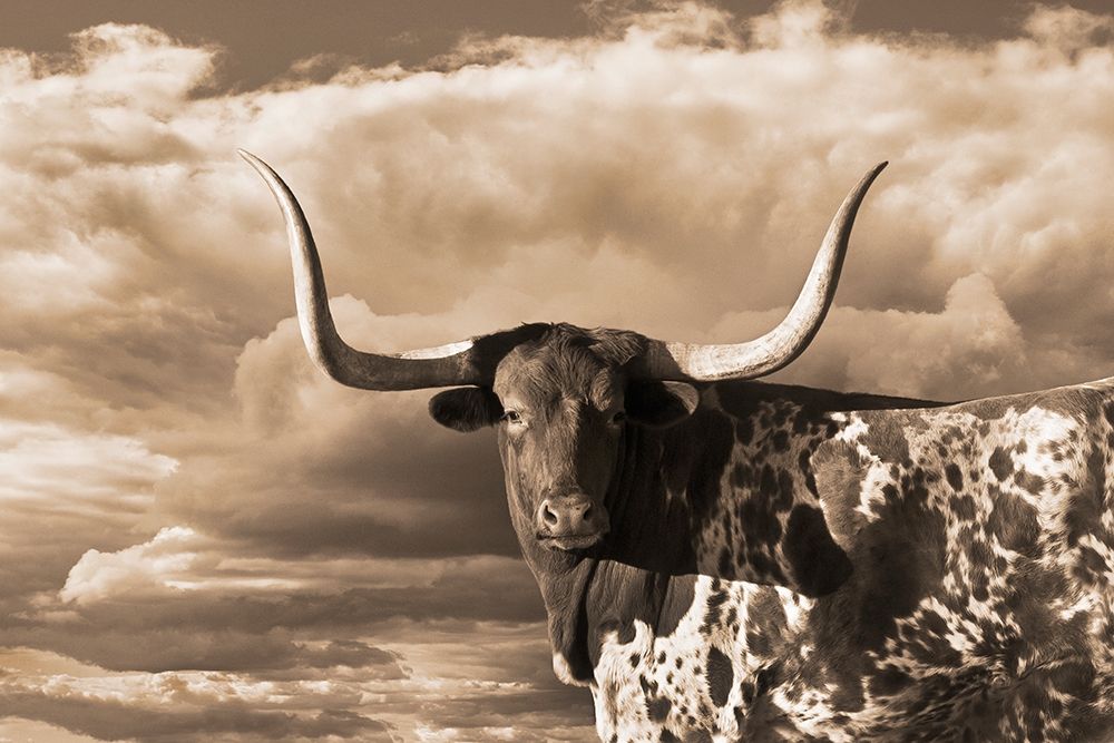 Texas Longhorn ~ Sepia Poster Print by Robert Dawson - Item # VARPDX1952
