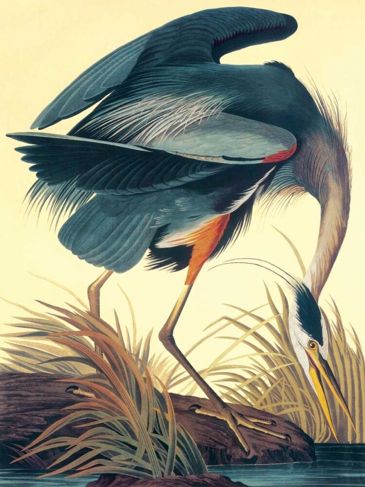 Great Blue Heron Poster Print by John James Audubon - Item # VARPDX132742