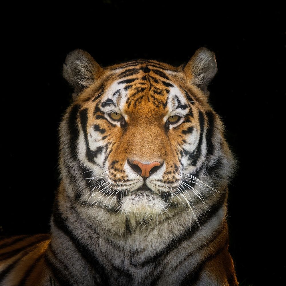 Tiger face Poster Print by Assaf Frank # AF20200921025C01G