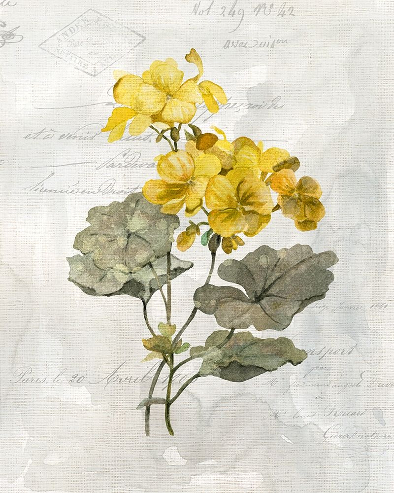 Canary Linen Geranium Poster Print by Carol Robinson - Item # VARPDX41247