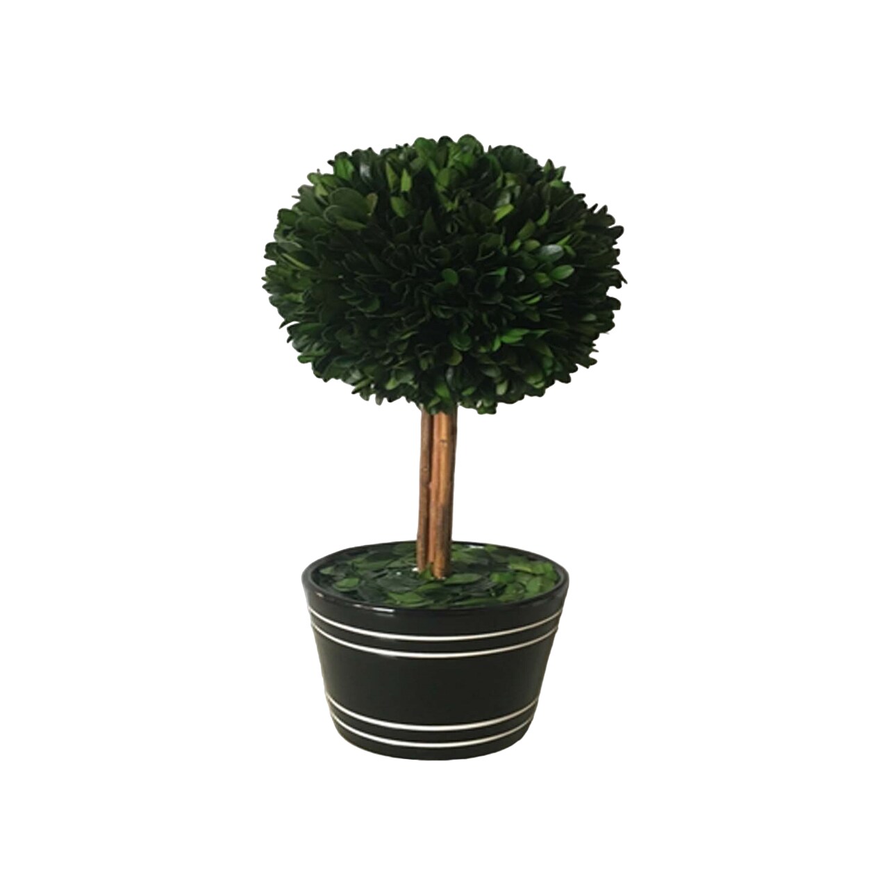 Galt International 14&#x22; Potted Boxwood Ball Topiary Tree