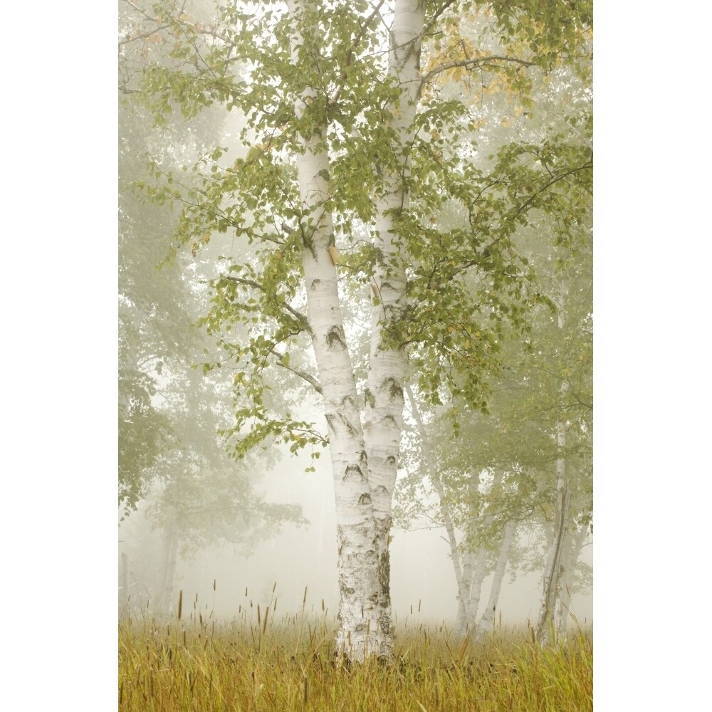 Birch Trees In The Fog; Thunder Bay Ontario Canada Poster Print