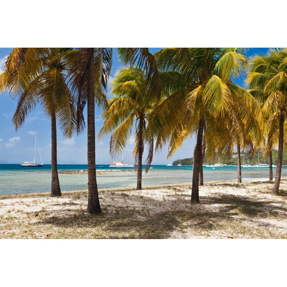 Palm Trees On Beach Britannia Bay Mustique Saint Vincent And The Grenadines Print By Panoramic Images